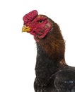 Domestic chicken against white background