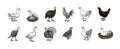 Domestic Chicken bird. Turkey guinea fowl goose duck quail. Hand drawn. Engraved Farm animal. Old monochrome sketch