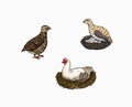 Domestic Chicken bird. Turkey guinea fowl goose duck quail. Hand drawn. Engraved Farm animal. Old monochrome sketch