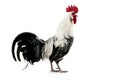 DOMESTIC CHICKEN, BRAKEL OR BRAEKEL COCK, A BELGIAN BREED Royalty Free Stock Photo