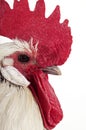 DOMESTIC CHICKEN, BRAKEL OR BRAEKEL COCK, A BELGIAN BREED Royalty Free Stock Photo