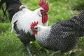 Domestic Chicken, Brakel or Braekel Hen and Rooster, a Belgian Breed Royalty Free Stock Photo