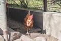 Domestic chicken with brown and white feathers running around the yard in the free range. Organic chickens. Homegrown eggs. Funny