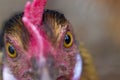 Domestic Chicken close-up Royalty Free Stock Photo