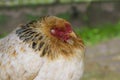 Domestic Chicken close-up