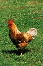 Domestic Chicken, Cock standing on Grass