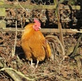 Domestic Chicken Cockerel Royalty Free Stock Photo