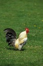 Domestic Chicken, Cockerel Calling Royalty Free Stock Photo