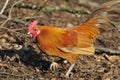 Domestic Chicken Cockerel - Gallus Royalty Free Stock Photo