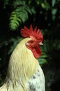 Domestic Chicken, Cockerel Royalty Free Stock Photo