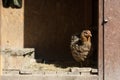 Domestic chicken in a coop