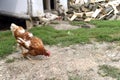 Domestic chicken eating wheat grains