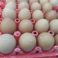 Domestic chicken eggs placed in trays by egg traders