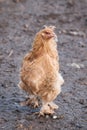 domestic chicken on farm, close-up, rooster portrait, bird, crest and sharp beak