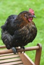 Domestic chicken Royalty Free Stock Photo