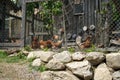 Chicken in a hen house in a rural area Royalty Free Stock Photo