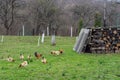 Domestic chicken hens on poultry yard Royalty Free Stock Photo