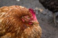 The domestic chicken shrank from the cold. A walk in the poultry yard.