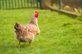 Domestic chicken walks in the farmyard among the green grass