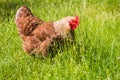 Domestic chicken walks in the green grass