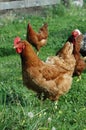 Domestic Chickens Royalty Free Stock Photo