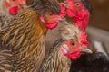 Domestic chickens hens close up on perch for birds in the barn. Poultry farming