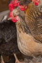 Domestic chickens hens on perch for birds in the barn. Poultry farming, close up