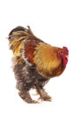 DOMESTIC CHIKIEN, BRAHMA PERDRIX COCK, AN INDIAN BREED Royalty Free Stock Photo