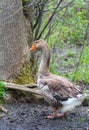 Domestic Chinese goose. Big birds on a hobby farm in Ontario, Canada. Royalty Free Stock Photo