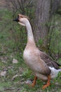 Domestic Chinese goose. Big birds on a hobby farm in Ontario, Canada. Royalty Free Stock Photo