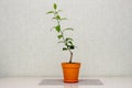 Domestic citrus plant with delicate white flowers in an orange pot. Satsuma Hashimoto, Citrus unshiu. Indoor citrus tree growing