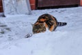 A domestic colorful cat hidding behind peak of snow and waiting for ideal occasion for attack. You must be so carefull. Beautiful