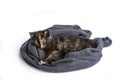 A domestic cat resting in a scarf with colorful stripes. Type of cat: Tortoiseshell Royalty Free Stock Photo