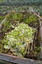 Domestic compost heap Royalty Free Stock Photo