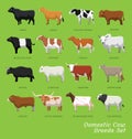 Domestic Cow Breeds Set Cartoon Vector Illustration