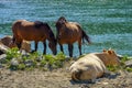 Domestic cow and brown horse on pasture in summer by the river. Royalty Free Stock Photo