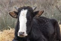 Domestic cow, head close up Royalty Free Stock Photo