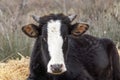 Domestic cow, head close up Royalty Free Stock Photo