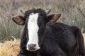 Domestic cow, head close up Royalty Free Stock Photo