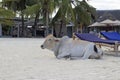 Domestic cow lies on the sand near the sun loungers on the beach of Zanzibar Royalty Free Stock Photo