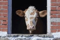 Domestic cow looking out a window Royalty Free Stock Photo