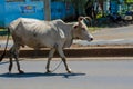 Domestic cow walking on the city street in Africa