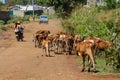 Domestic cow walking on the village street in Africa