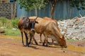 Domestic cow walking on the village street in Africa