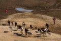 Domestic cows herd walking on the village street in Africa