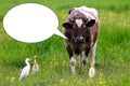 Domestic cow and wild egrets on green meadow. Cow with text balloon, funny looking. Royalty Free Stock Photo