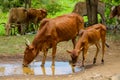 Domestic cows drinking from puddle