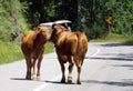 Domestic Cows Kissing - Nature - Travel Europe