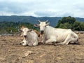 Domestic cows lying down on the ground, in Yogyakarta, Indonesia Royalty Free Stock Photo