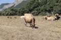 Domestic cows in open field